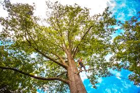 Professional Tree Removal in Danville, VA